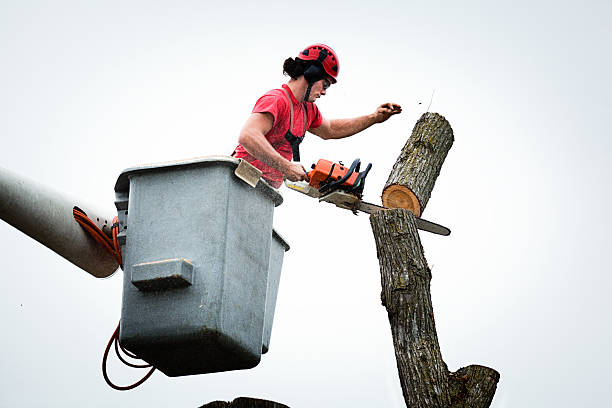 How Our Tree Care Process Works  in  Platteville, WI